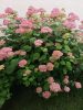 Hydrangea arb. ’Pink Annabelle’ – Cserjés hortenzia