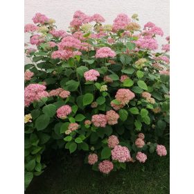 Hydrangea arb. ’Pink Annabelle’ – Cserjés hortenzia