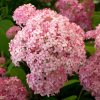 Hydrangea arb. ’Pink Annabelle’ – Cserjés hortenzia