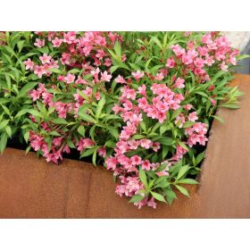  Weigela ’Picobella Rosa®’ – Rózsaszín virágú törpe rózsalonc