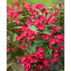   Weigela ’Picobella Rosso®’ – Rózsaszín virágú törpe rózsalonc
