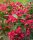 Weigela ’Picobella Rosso®’ – Rózsaszín virágú törpe rózsalonc