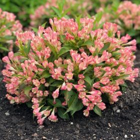   Weigela ’All Summer Peach®’ – Barack színű törpe rózsalonc