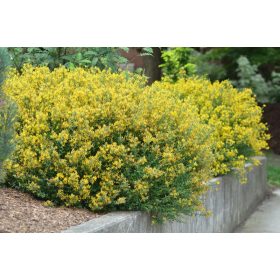 Genista tinctoria ’Royal Gold’ – Festő rekettye