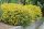 Genista tinctoria ’Royal Gold’ – Festő rekettye