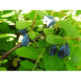   Lonicera caer. kamtschatica ’Wojtek’ – Kamcsatkai mézbogyó
