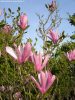 Magnolia ’Ricki’ – Rózsaszín nagyvirágú liliomfa