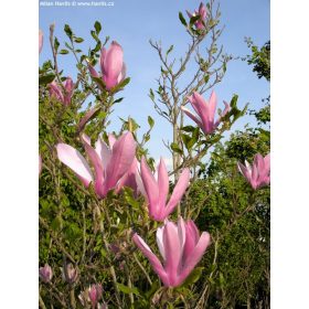 Magnolia ’Ricki’ – Rózsaszín nagyvirágú liliomfa