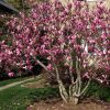 Magnolia ’Ricki’ – Rózsaszín nagyvirágú liliomfa