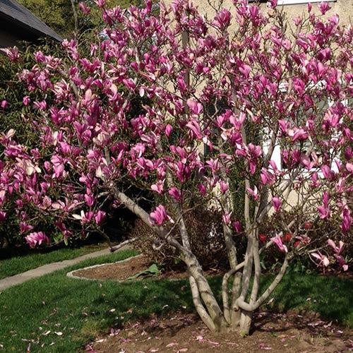 Magnolia ’Ricki’ – Rózsaszín nagyvirágú liliomfa
