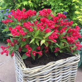   Weigela ’All Summer Red®’ – Piros színű törpe rózsalonc