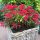 Weigela ’All Summer Red®’ – Piros színű törpe rózsalonc
