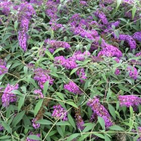 Buddleja dav. ’Sophie’ – Törpe nyáriorgona