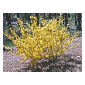   Forsythia x int. ’Weber’s Favorit’ – Törpe aranycserje