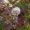 Hydrangea quercifolia ’Burgundy’ – Tölgylevelű hortenzia