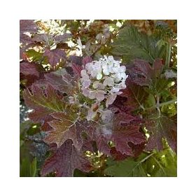   Hydrangea quercifolia ’Burgundy’ – Tölgylevelű hortenzia