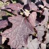 Hydrangea quercifolia ’Burgundy’ – Tölgylevelű hortenzia