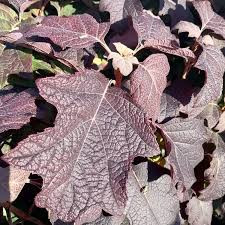 Hydrangea quercifolia ’Burgundy’ – Tölgylevelű hortenzia