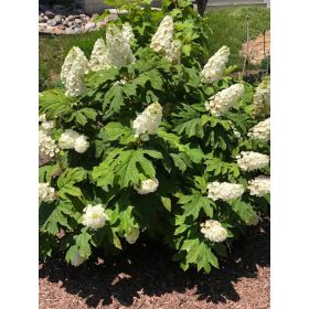   Hydrangea quercifolia ’Snow Queen’ – Tölgylevelű hortenzia