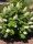 Hydrangea quercifolia ’Snow Queen’ – Tölgylevelű hortenzia