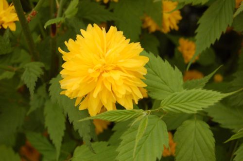 Kerria japonia ’Pleniflora’ – Teltvirágú boglárkacserje