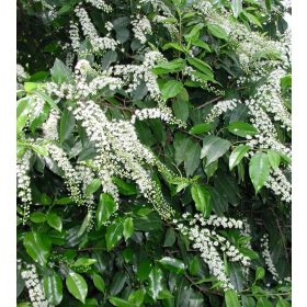   Prunus lusitanica ’Angustifolia’ – Portugál babérmeggy