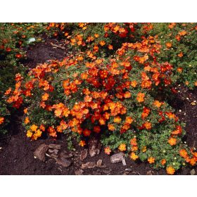 Potentilla frut. ’Red Ace’ – Piros virágú pimpó