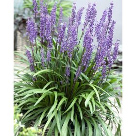 Liriope muscari ’Big Blue’ – Gyöngyikés gyepliliom