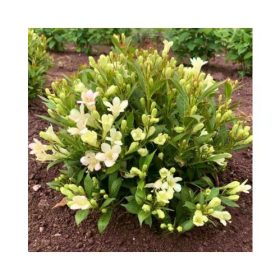   Weigela ’Picobella Bianco®’ – Fehér virágú törpe rózsalonc