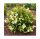 Weigela ’Picobella Bianco®’ – Fehér virágú törpe rózsalonc