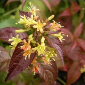Diervilla rivularis ’Troja Black’ – Sárgalonc
