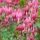 Dicentra spectabilis – Nagy szívvirág
