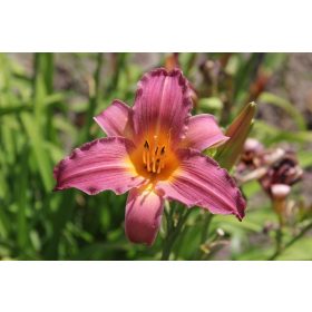Hemerocallis 'Bourbon Kings'– Sásliliom
