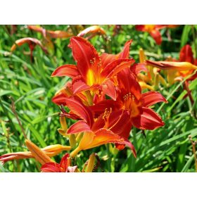 Hemerocallis 'Campfire Embers'– Sásliliom