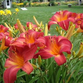 Hemerocallis ’Cherry Cheeks’ – Sásliliom