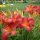 Hemerocallis ’Cherry Cheeks’ – Sásliliom