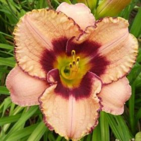 Hemerocallis ’Daring Dilemma’ – Sásliliom