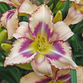 Hemerocallis ’Destined to See’ – Sásliliom