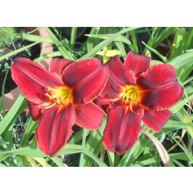 Hemerocallis ’Dragon Lore’ – Sásliliom