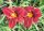 Hemerocallis ’Dragon Lore’ – Sásliliom