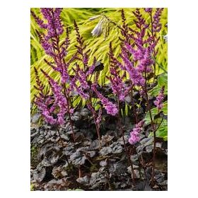 Astilbe Dark Side of the Moon – Tolluga