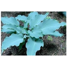 Hosta ’Skywriter’ – Árnyékliliom