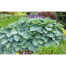 Hosta ’Big Daddy’ – Árnyékliliom