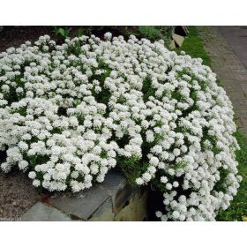   Iberis sempervirens ’Snowflake’ – Örökzöld tatárvirág