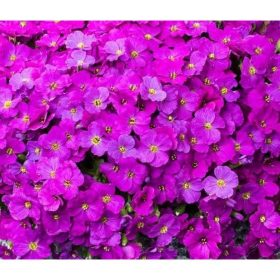 Aubrieta grac. ’Florado Neon Pink’ – Pázsitviola