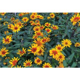 Heliopsis hel. ’Burning Hearts’ – Napszemvirág