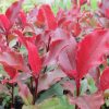 Photinia fr. ’Magical Volcano’ – Korallberkenye