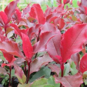 Photinia fr. ’Magical Volcano’ – Korallberkenye
