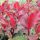 Photinia fr. ’Magical Volcano’ – Korallberkenye