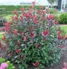 Photinia fr. ’Magical Volcano’ – Korallberkenye